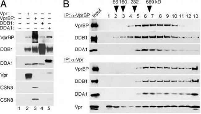 DDB1 Antibody in Western Blot (WB)