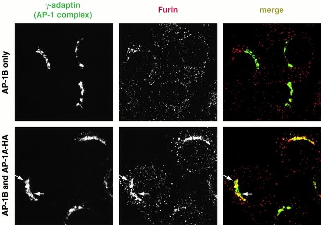 Furin Antibody in Immunocytochemistry (ICC/IF)