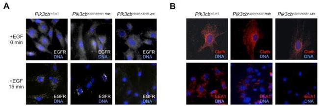 Clathrin Heavy Chain Antibody in Immunocytochemistry (ICC/IF)