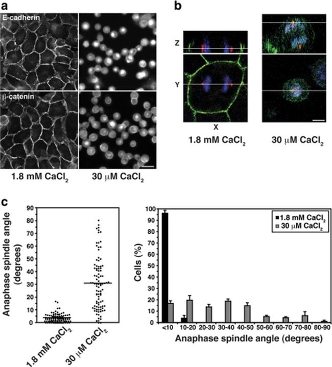 E-cadherin Antibody in Immunocytochemistry (ICC/IF)