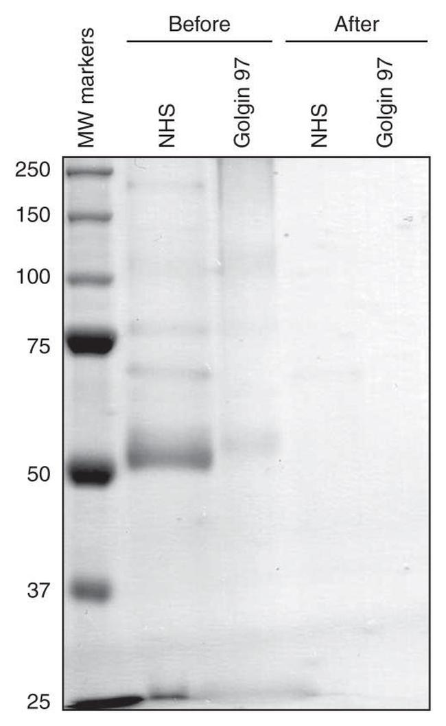 Golgin-97 Antibody in Western Blot (WB)