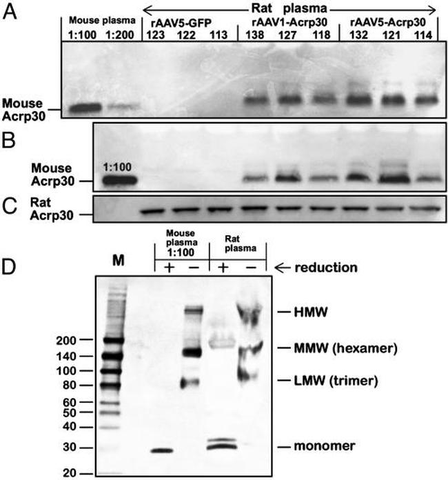 Adiponectin Antibody in Western Blot (WB)