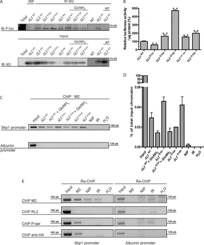 O-linked N-acetylglucosamine (O-GlcNAc) Antibody in Western Blot, ChIP Assay (WB, ChIP)