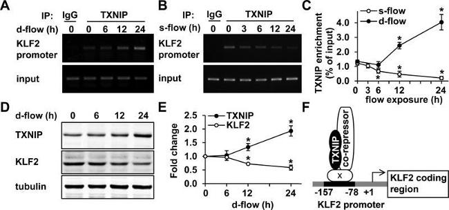 TXNIP Antibody in Western Blot, ChIP Assay (WB, ChIP)