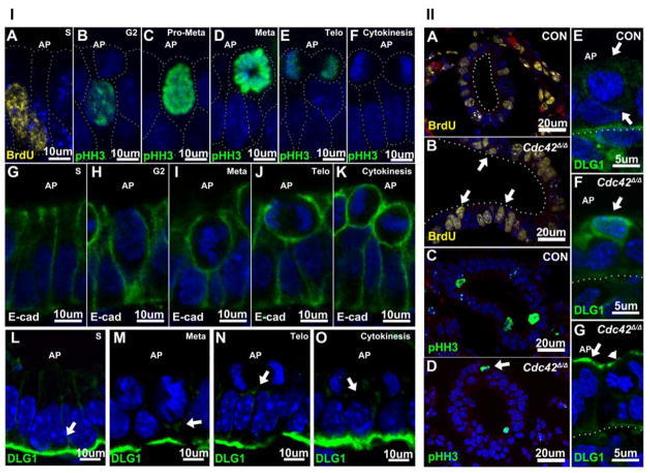 BrdU Antibody in Immunohistochemistry (IHC)