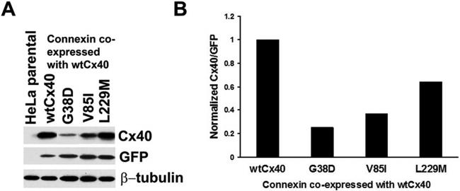 GFP Antibody in Western Blot (WB)