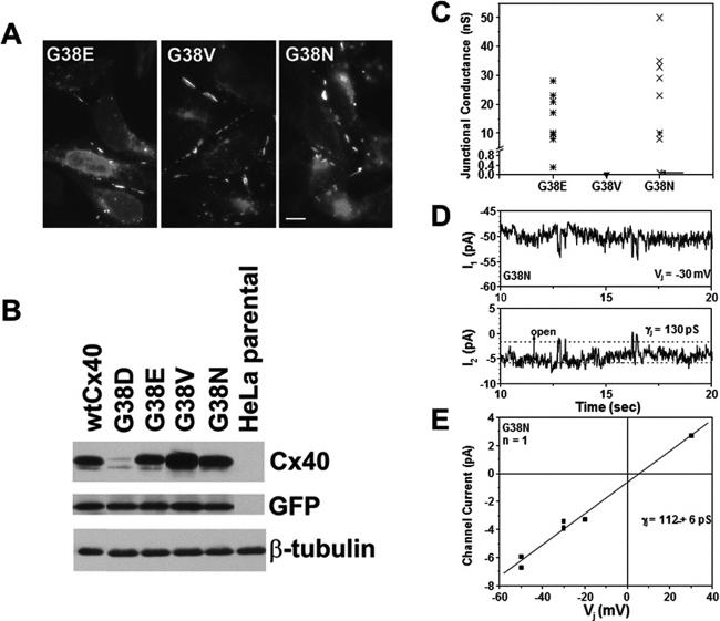 GFP Antibody in Western Blot (WB)