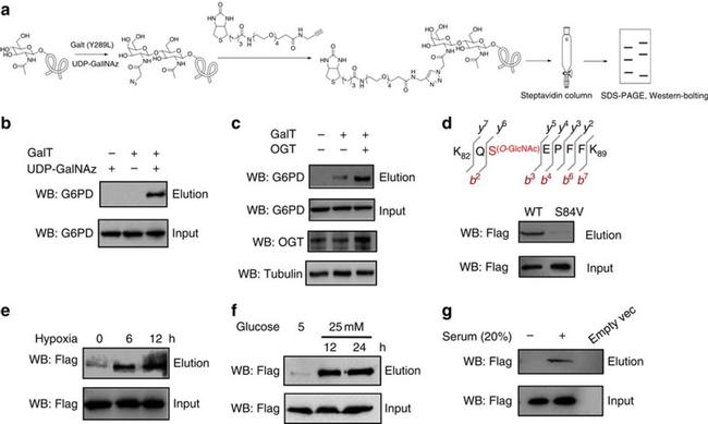 O-linked N-acetylglucosamine (O-GlcNAc) Antibody in Western Blot (WB)