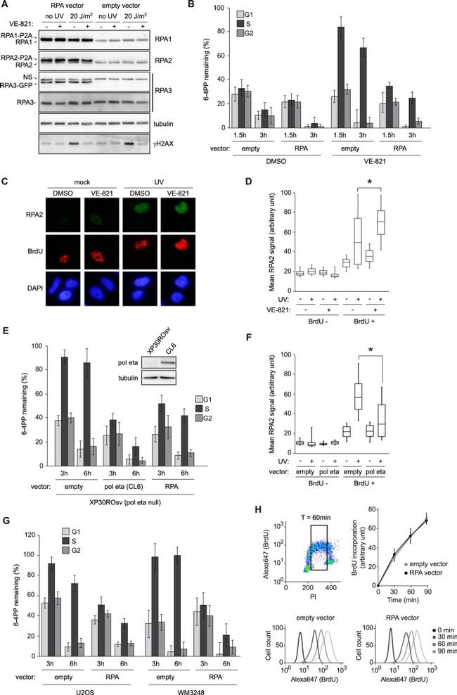 BrdU Antibody in Flow Cytometry (Flow)