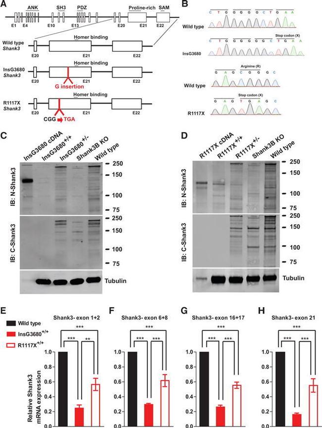 GluR2 Antibody in Western Blot (WB)