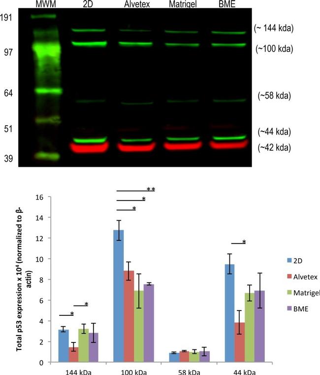 beta Actin Antibody in Western Blot (WB)