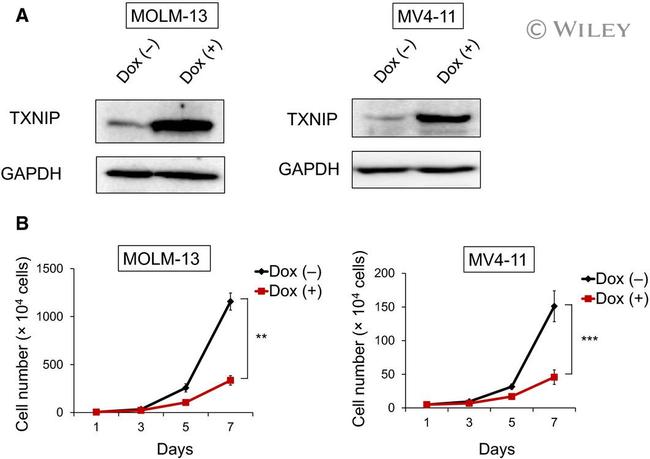 TXNIP Antibody in Western Blot (WB)