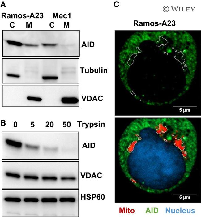 AID Antibody in Western Blot (WB)