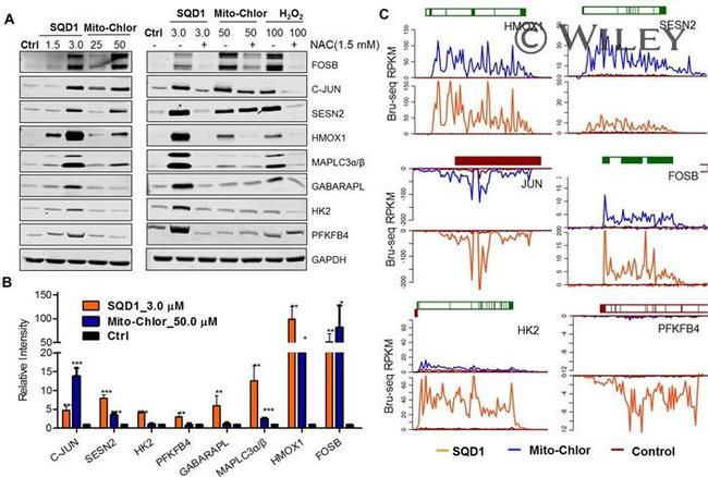 PFKFB4 Antibody in Western Blot (WB)