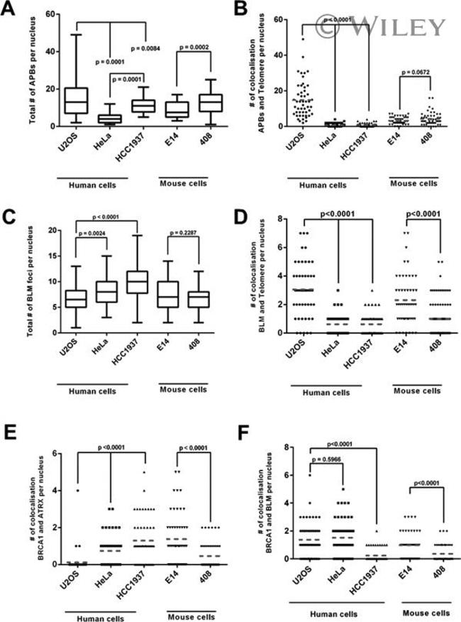 BRCA1 Antibody in Immunocytochemistry (ICC/IF)