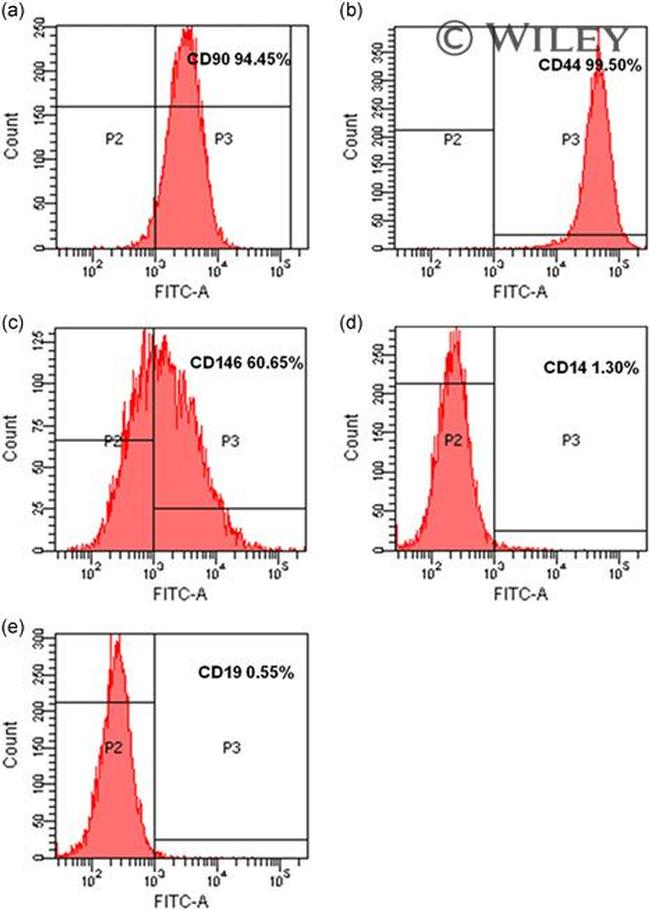 CD90 Antibody in Flow Cytometry (Flow)