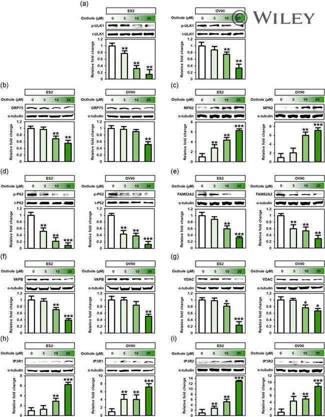 VAPB Antibody in Western Blot (WB)