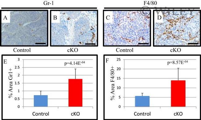 F4/80 Antibody in Immunohistochemistry (IHC)