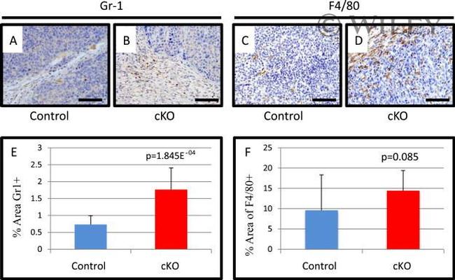 F4/80 Antibody in Immunohistochemistry (IHC)