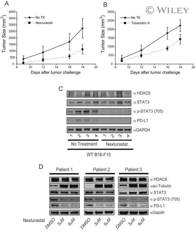 PD-L1 Antibody in Western Blot (WB)