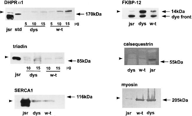 CaV1.1 Antibody in Western Blot (WB)