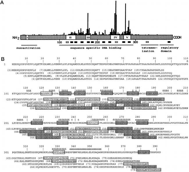 HSP70 Antibody in Western Blot (WB)