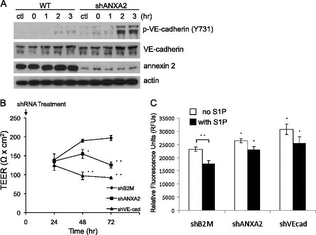 Phospho-VE-cadherin (Tyr731) Antibody in Western Blot (WB)