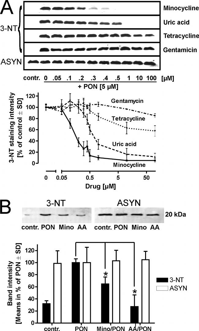 alpha Synuclein Antibody in Western Blot (WB)