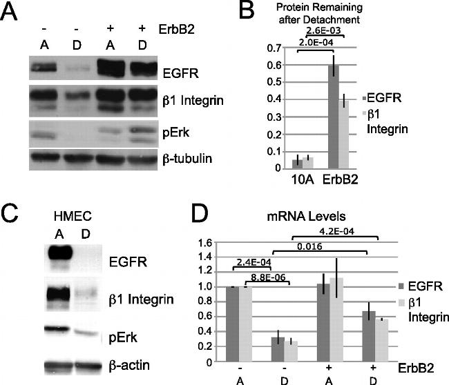 Phospho-ERK1/ERK2 (Thr185, Tyr187) Antibody in Western Blot (WB)