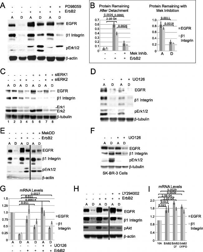 Phospho-ERK1/ERK2 (Thr185, Tyr187) Antibody in Western Blot (WB)