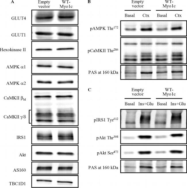 Phospho-IRS1 (Tyr612) Antibody in Western Blot (WB)