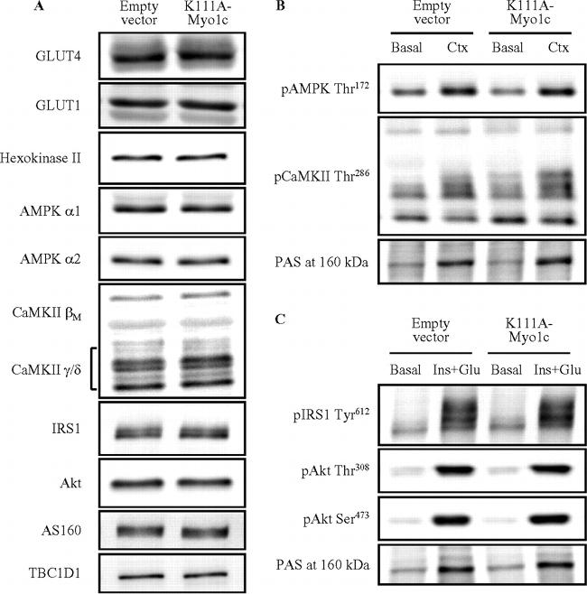 Phospho-IRS1 (Tyr612) Antibody in Western Blot (WB)