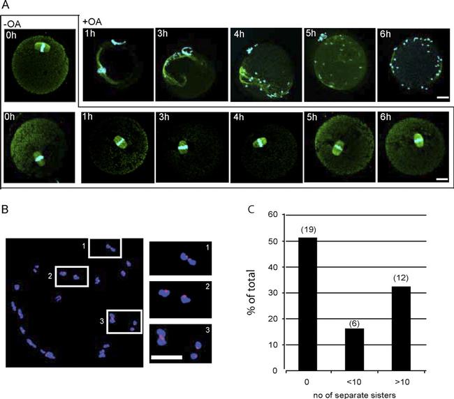 alpha Tubulin Antibody in Immunocytochemistry, Immunohistochemistry (ICC/IF, IHC)