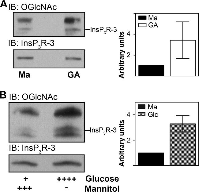 O-linked N-acetylglucosamine (O-GlcNAc) Antibody in Western Blot (WB)