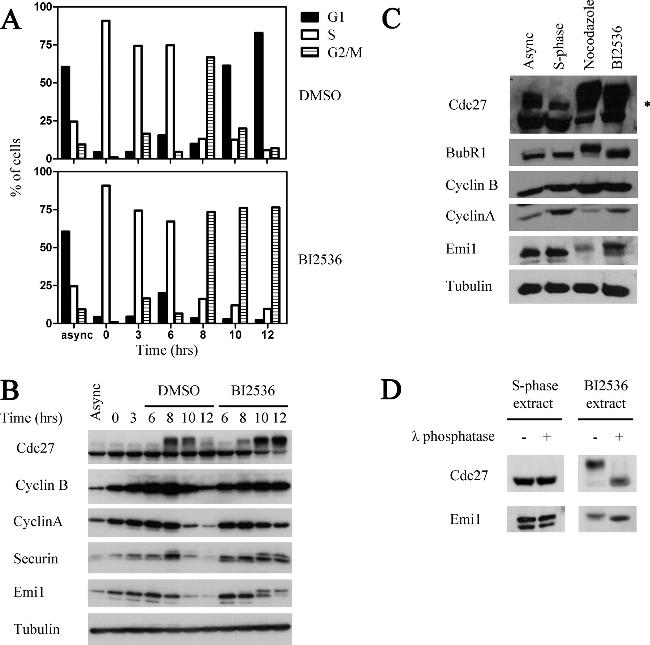 FBXO5 Antibody in Western Blot (WB)