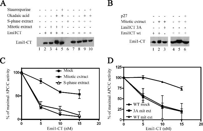 FBXO5 Antibody in Western Blot (WB)