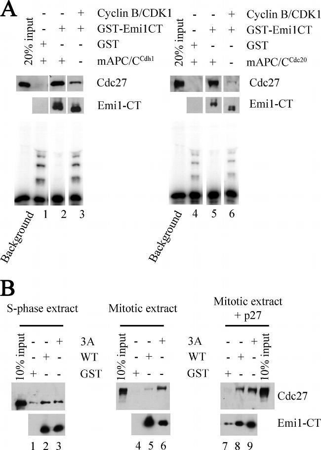 FBXO5 Antibody in Western Blot (WB)