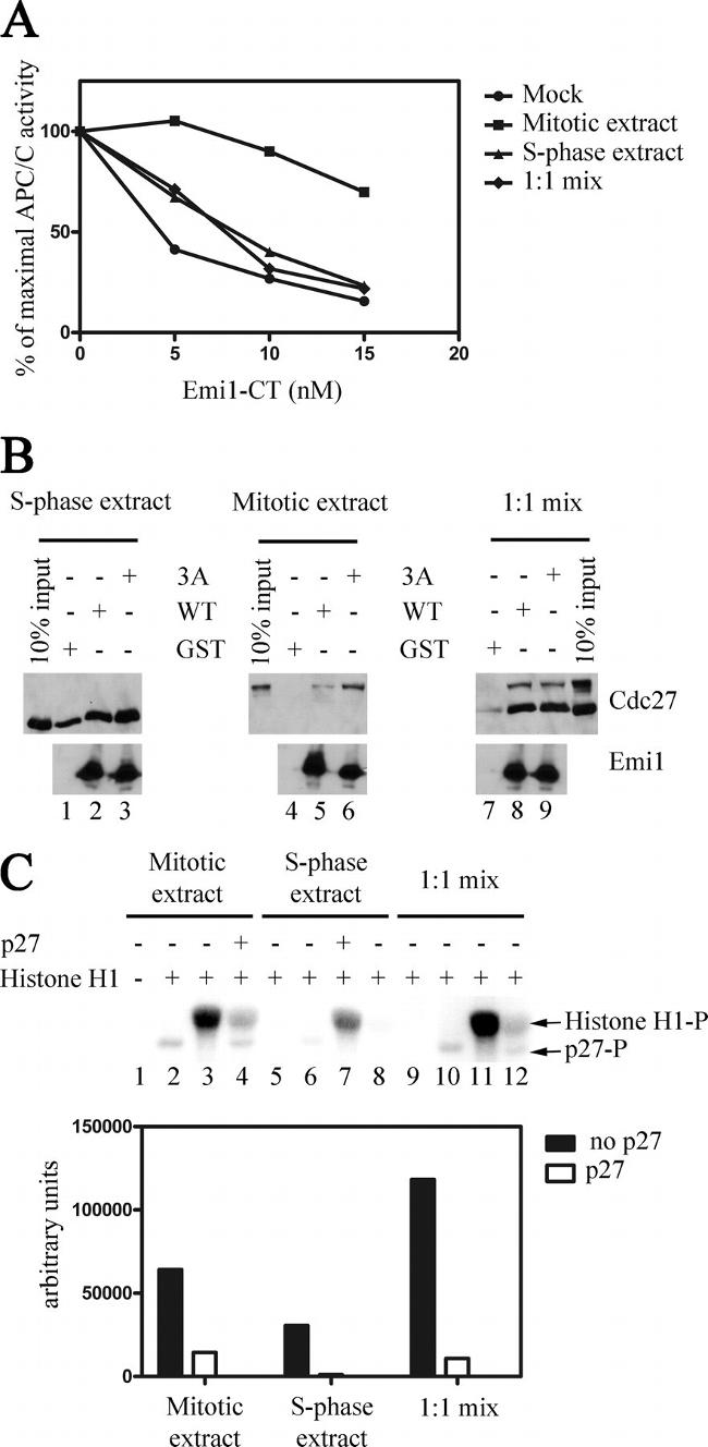 FBXO5 Antibody in Western Blot (WB)