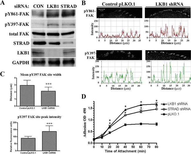 FAK Antibody in Western Blot (WB)