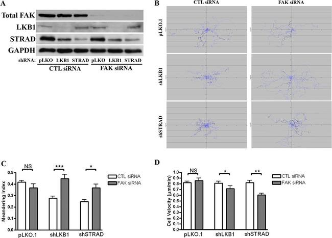 FAK Antibody in Western Blot (WB)