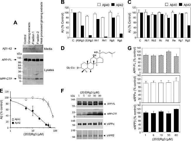 Amyloid Precursor Protein Antibody in Western Blot (WB)