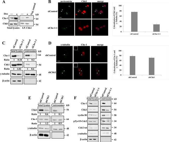 Chk1 Antibody in Western Blot, Immunoprecipitation (WB, IP)