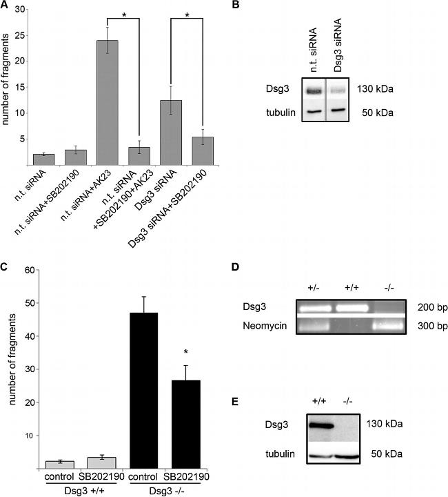 Desmoglein 3 Antibody in Western Blot (WB)