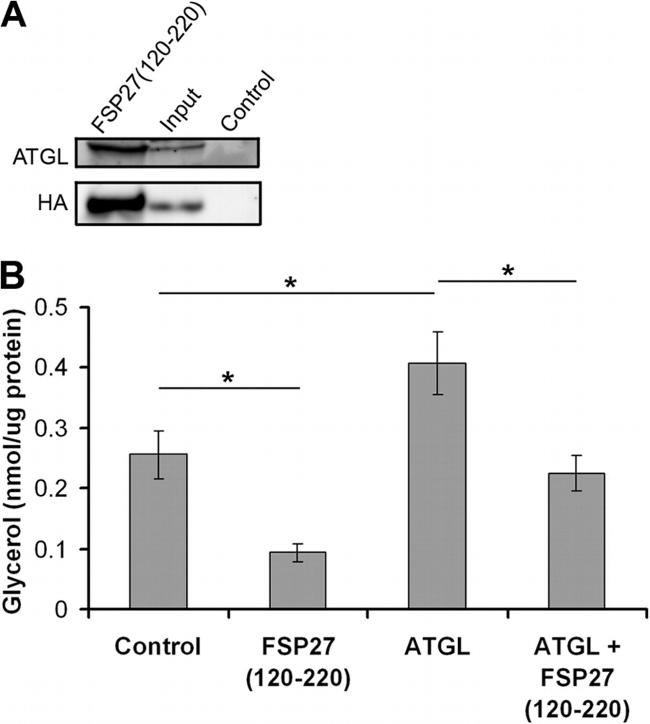 ATGL Antibody in Western Blot (WB)