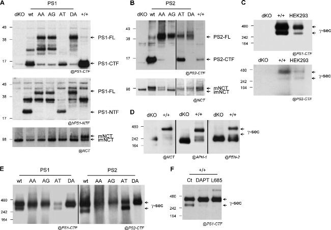 APH1 Antibody in Western Blot (WB)