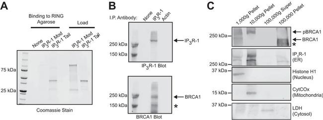 Cytochrome C Antibody in Western Blot (WB)