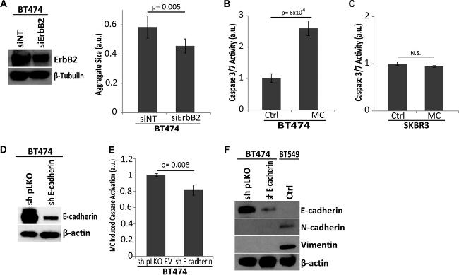 E-cadherin Antibody in Western Blot (WB)