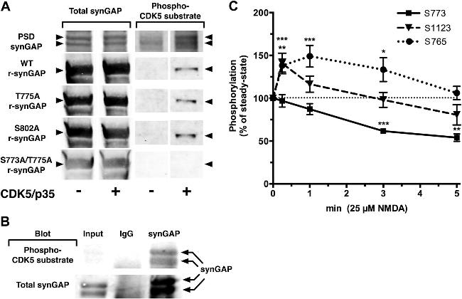 SynGAP Antibody in Western Blot, Immunoprecipitation (WB, IP)