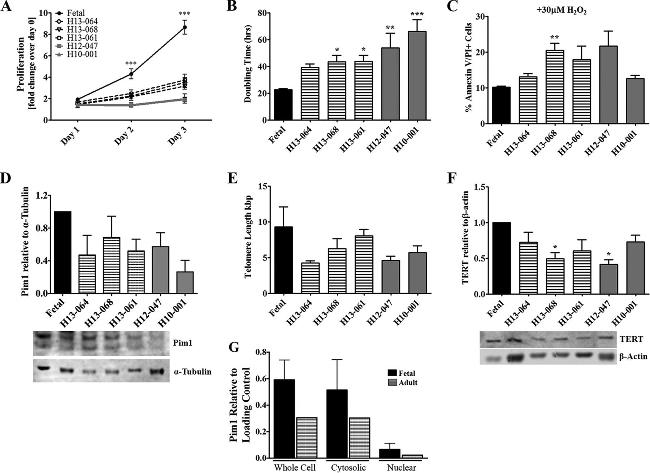 PIM1 Antibody in Western Blot (WB)