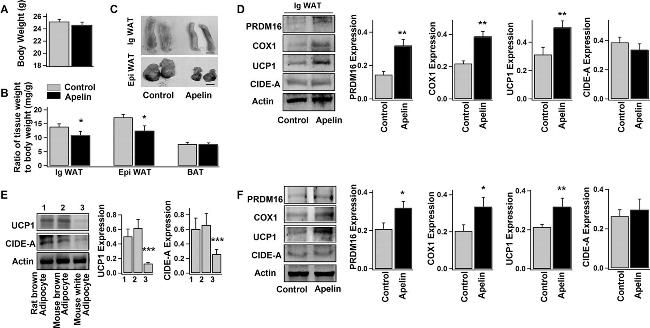 UCP1 Antibody in Western Blot (WB)